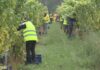 A chuvia pon en ‘stand by’ a vendima nas Rías Baixas