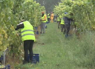 A chuvia pon en ‘stand by’ a vendima nas Rías Baixas