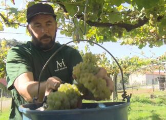 Día histórico para Rías Baixas: primeira vendima de ratiño co selo da Denominación de Orixe