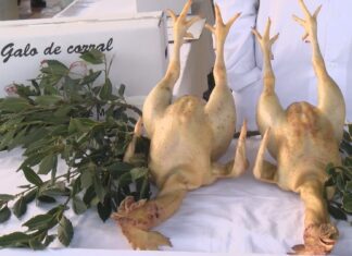 Meis queda sen a súa Feira do Galo de Curral