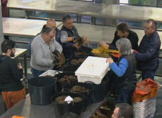 As primeiras centolas do Grove cotizáronse a 34,65 euros o quilo