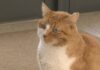 Eros, o gato da rúa que fai de profe no colexio Viñagrande de Vilanova