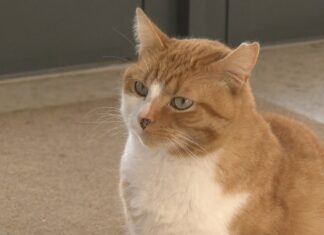 Eros, o gato da rúa que fai de profe no colexio Viñagrande de Vilanova