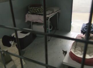 O PSOE de Rianxo pide unha mellor xestión do servizo de recollida e control de animar abandonados