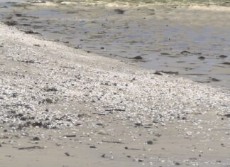 O BNG demanda medidas para apoiar ó sector marisqueiro afectado pola alta mortalidade de bivalvo