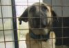 Rianxo e Boiro impulsan de xeito conxunto a construción dun centro de acollida de animais abandonados