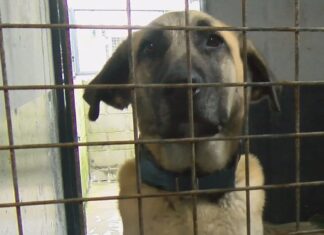 Rianxo e Boiro impulsan de xeito conxunto a construción dun centro de acollida de animais abandonados