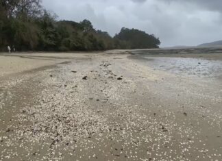 Preocupación en Noia por un novo episodio de mortaldade de marisco