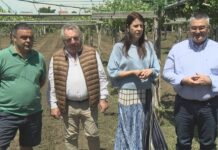 A Xunta reclama ao ministerio que o mildeu se inclúa nas enfermidades subvencionables polos seguros agrarios