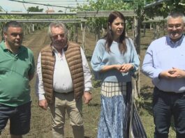A Xunta reclama ao ministerio que o mildeu se inclúa nas enfermidades subvencionables polos seguros agrarios