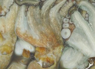 A escaseza de recursos e a baixa cotización condicionan a campaña do polbo