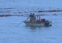As confrarías afrontan a campaña de libre marisqueo cos tres bancos principais pechados