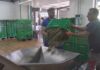A vendima marca un novo adianto e xa está a pleno rendemento na Denominación de Orixe Rías Baixas