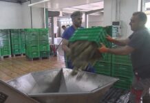 A vendima marca un novo adianto e xa está a pleno rendemento na Denominación de Orixe Rías Baixas