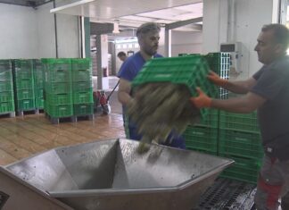 A vendima marca un novo adianto e xa está a pleno rendemento na Denominación de Orixe Rías Baixas