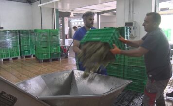 A vendima marca un novo adianto e xa está a pleno rendemento na Denominación de Orixe Rías Baixas