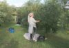 O Salnés vive a súa segunda campaña de recollida de oliva co obxectivo de triplicar a produción